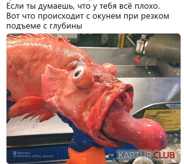 nestandartniy_jumor_25.jpg | Рено Каптур Клуб Россия | Форум KAPTUR.SU