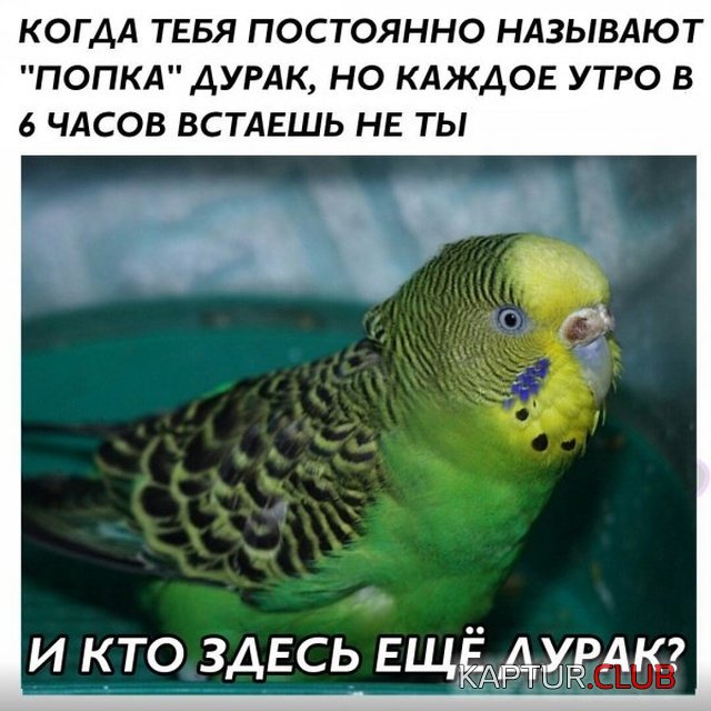 nestandartniy_yumor_11.jpg | Рено Каптур Клуб Россия | Форум KAPTUR.SU