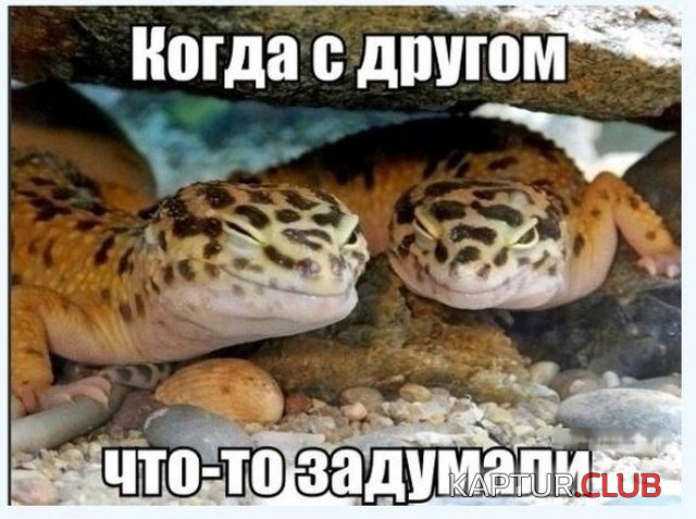 nestandartniy_yumor_18.jpg | Рено Каптур Клуб Россия | Форум KAPTUR.SU