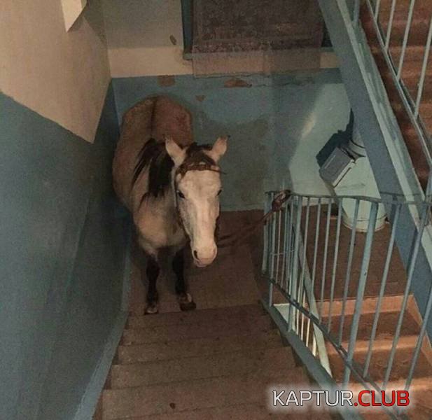 only_in_russia_14.jpg | Рено Каптур Клуб Россия | Форум KAPTUR.SU