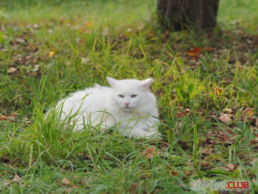 P8210109~01.jpg | Рено Каптур Клуб Россия | Форум KAPTUR.SU