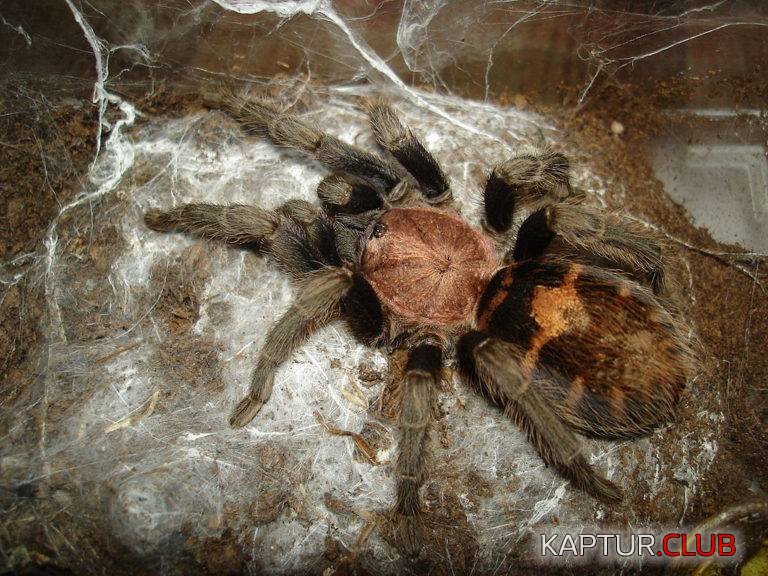 Паук-птицеед-Cyclosternum-fasciatum-фото-768x576.jpg | Рено Каптур Клуб Россия | Форум KAPTUR.SU