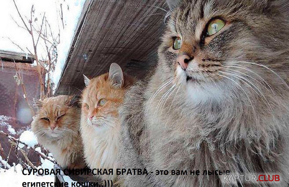 photo_1491147732.jpg | Рено Каптур Клуб Россия | Форум KAPTUR.SU