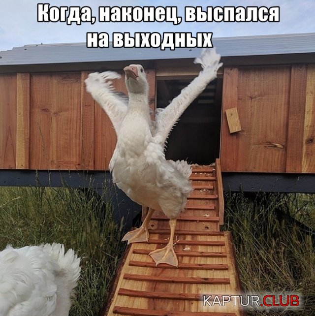 podb_dnevnaya_02.jpg | Рено Каптур Клуб Россия | Форум KAPTUR.SU