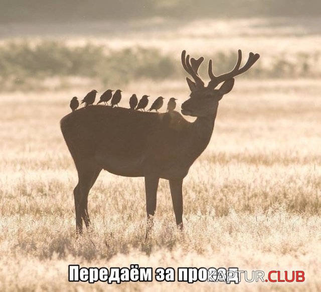 podb_vecher_04.jpg | Рено Каптур Клуб Россия | Форум KAPTUR.SU