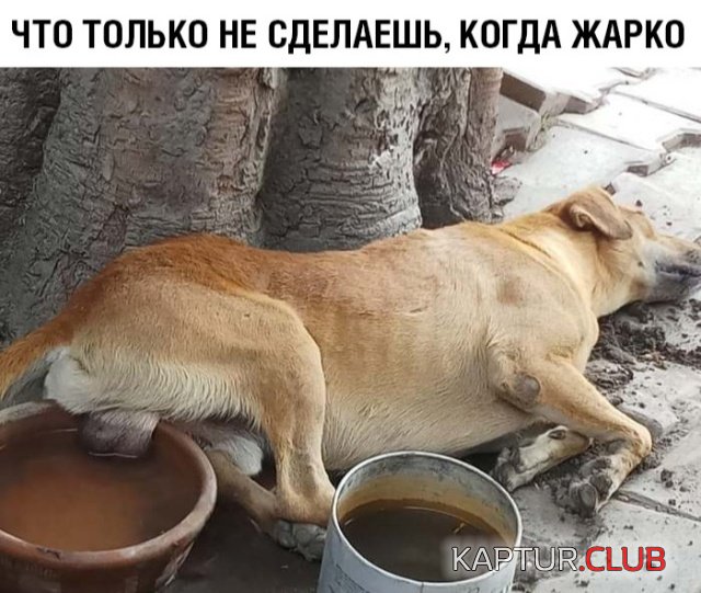podb_vecher_26.jpg | Рено Каптур Клуб Россия | Форум KAPTUR.SU