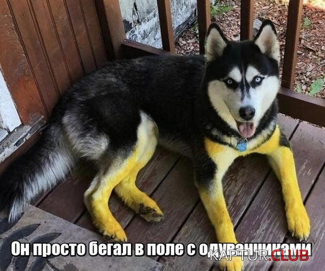 podborka_dnevnaya_01.jpg | Рено Каптур Клуб Россия | Форум KAPTUR.SU