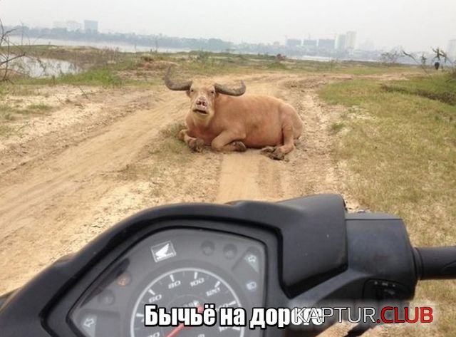 podborka_dnevnaya_01.jpg | Рено Каптур Клуб Россия | Форум KAPTUR.SU