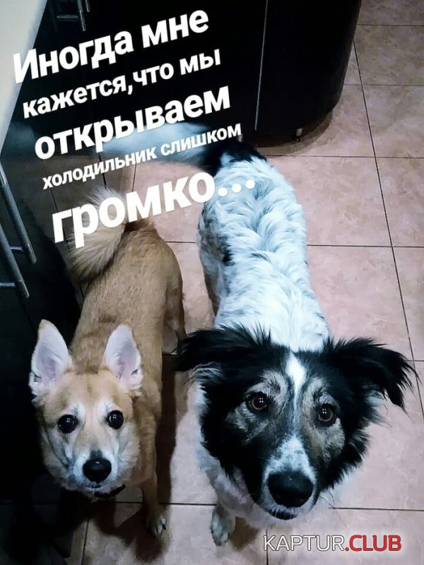 podborka_dnevnaya_08.jpg | Рено Каптур Клуб Россия | Форум KAPTUR.SU