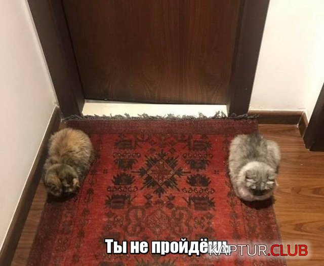 podborka_dnevnaya_10.jpg | Рено Каптур Клуб Россия | Форум KAPTUR.SU