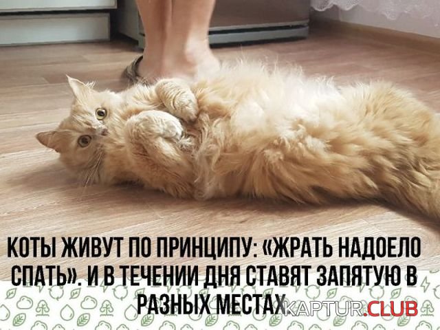 podborka_vecher_08.jpg | Рено Каптур Клуб Россия | Форум KAPTUR.SU