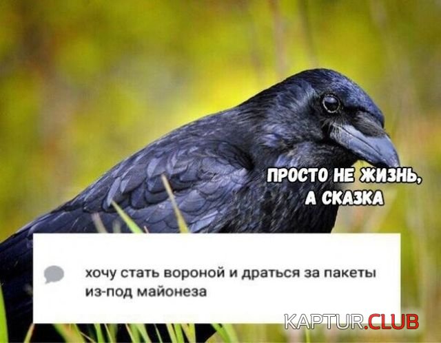 podborka_vecher_08.jpg | Рено Каптур Клуб Россия | Форум KAPTUR.SU