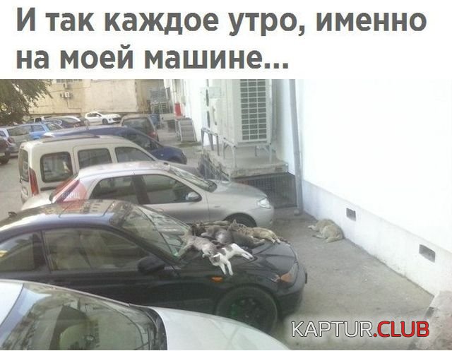 podborka_vecher_09.jpg | Рено Каптур Клуб Россия | Форум KAPTUR.SU