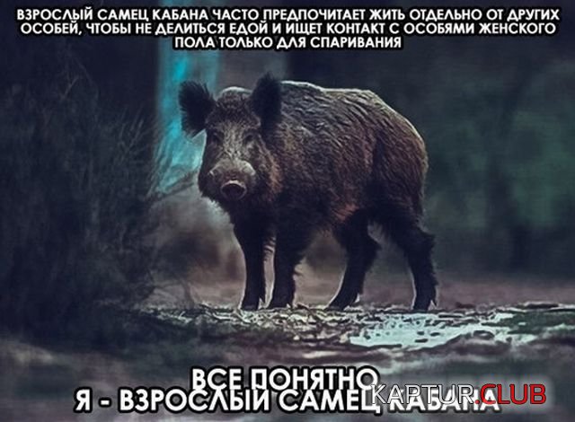 podborka_vecher_09.jpg | Рено Каптур Клуб Россия | Форум KAPTUR.SU