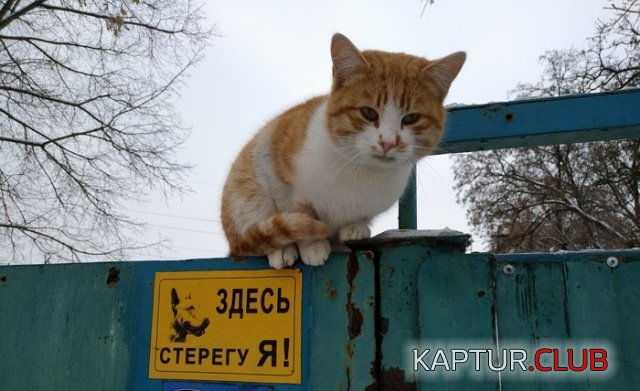 podborka_vecher_16.jpg | Рено Каптур Клуб Россия | Форум KAPTUR.SU