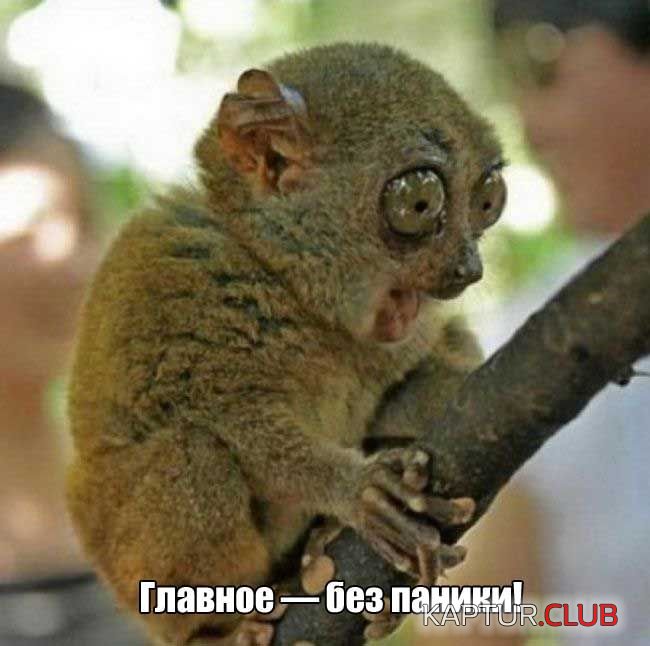 pora_na_rabotu_11.jpg | Рено Каптур Клуб Россия | Форум KAPTUR.SU