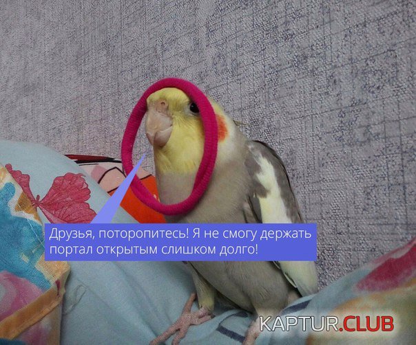 Portal.jpg | Рено Каптур Клуб Россия | Форум KAPTUR.SU