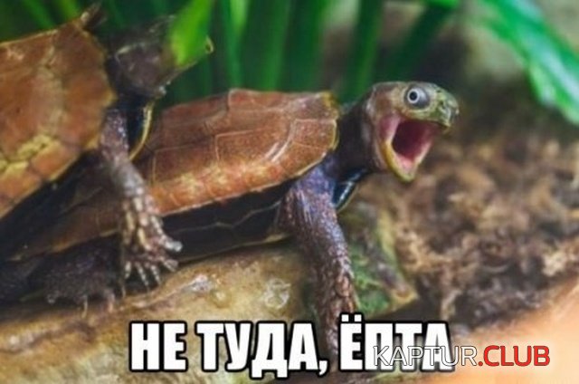poshliy_yumor_19.jpg | Рено Каптур Клуб Россия | Форум KAPTUR.SU