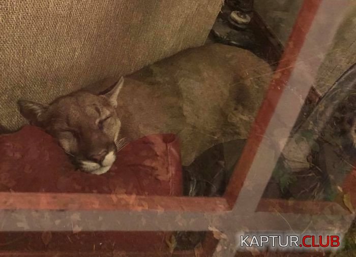 predator_05.jpg | Рено Каптур Клуб Россия | Форум KAPTUR.SU