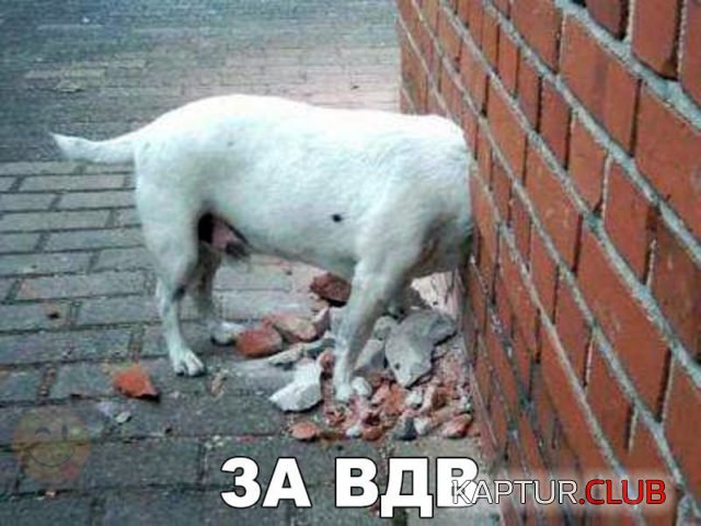 prikol-kartinki13-1-640x480.jpg | Рено Каптур Клуб Россия | Форум KAPTUR.SU