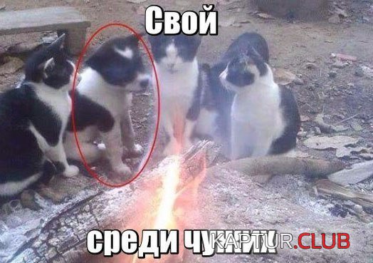 Прикольный-юмор-в-картинках-с-надписями-смотреть-бесплатно-1.jpg | Рено Каптур Клуб Россия | Форум KAPTUR.SU