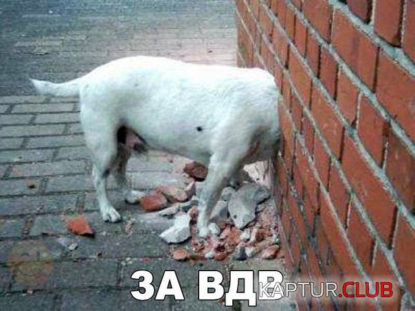 qocdsznkiga.jpg | Рено Каптур Клуб Россия | Форум KAPTUR.SU