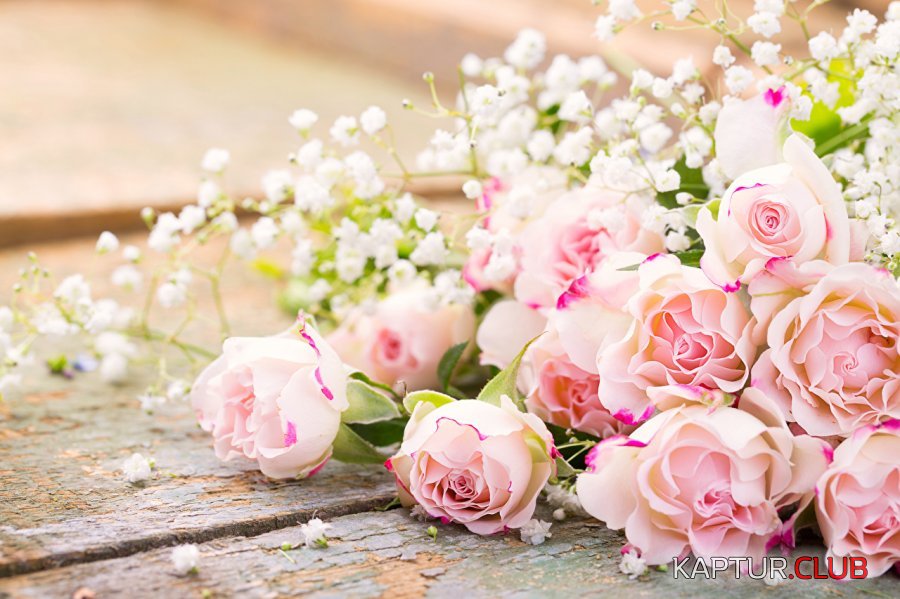 Roses_Pink_color_518113_1280x853.jpg | Рено Каптур Клуб Россия | Форум KAPTUR.SU