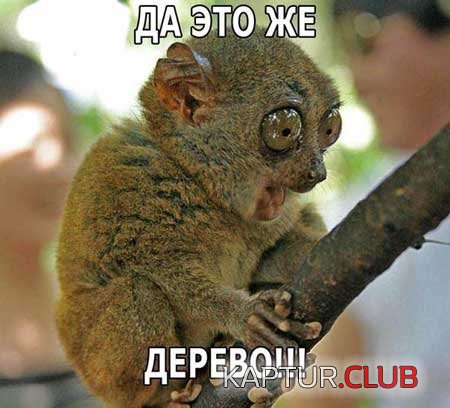 rzhachnye_kartinki_08.jpg | Рено Каптур Клуб Россия | Форум KAPTUR.SU