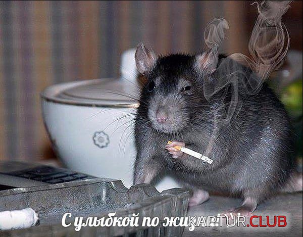 s1sykAey8E8.jpg | Рено Каптур Клуб Россия | Форум KAPTUR.SU