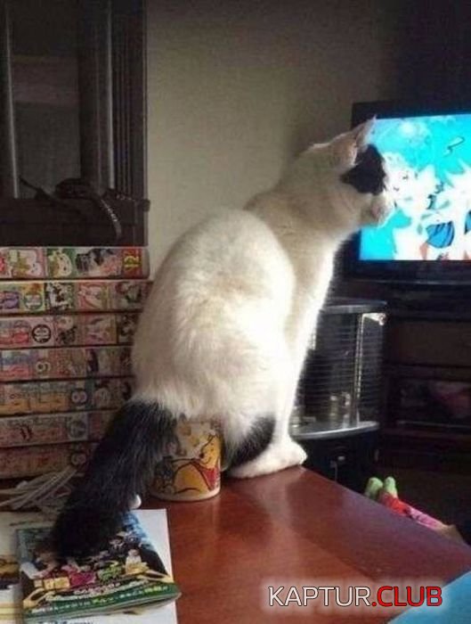 sht_happens_12.jpg | Рено Каптур Клуб Россия | Форум KAPTUR.SU