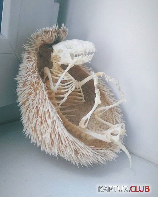 skeleton_01.jpg | Рено Каптур Клуб Россия | Форум KAPTUR.SU