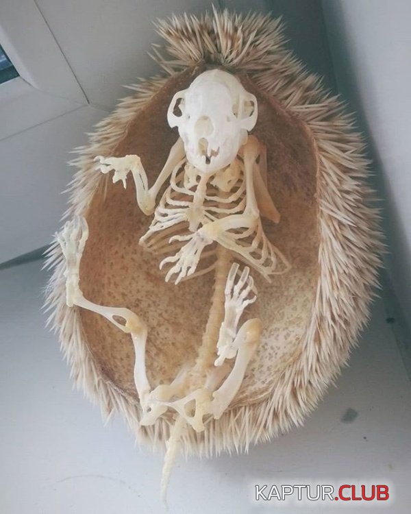 skeleton_02.jpg | Рено Каптур Клуб Россия | Форум KAPTUR.SU