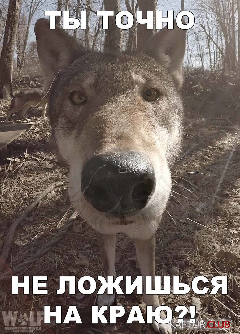 Smeshnye-kartinki-s-nadpisyami-dlya-podnyatiya-nastroeniya_00283.jpg | Рено Каптур Клуб Россия | Форум KAPTUR.SU