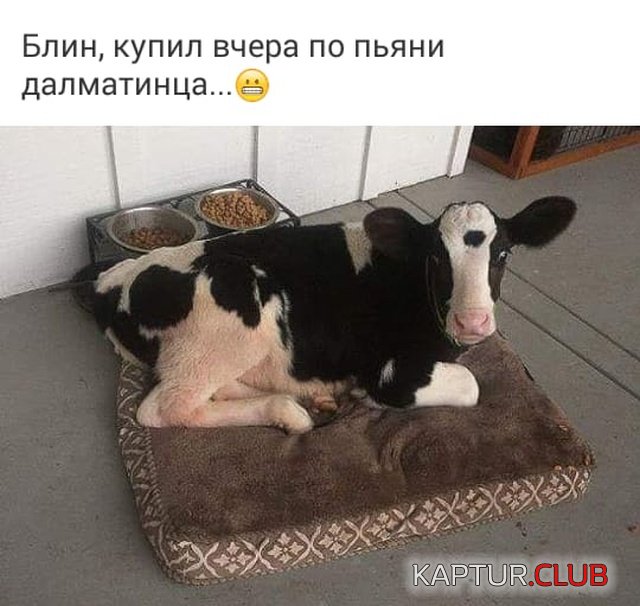soc_seti_13.jpg | Рено Каптур Клуб Россия | Форум KAPTUR.SU