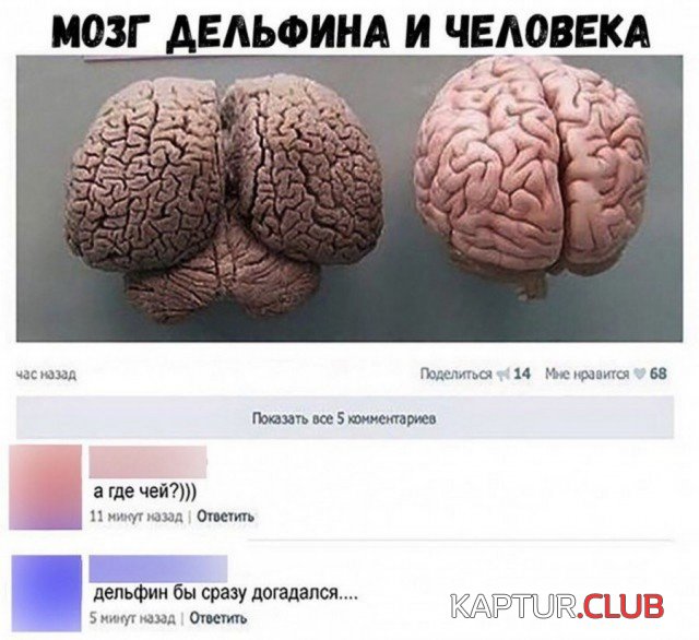 soc_seti_16.jpg | Рено Каптур Клуб Россия | Форум KAPTUR.SU