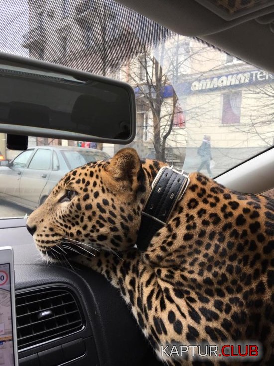 taxi_02.jpg | Рено Каптур Клуб Россия | Форум KAPTUR.SU