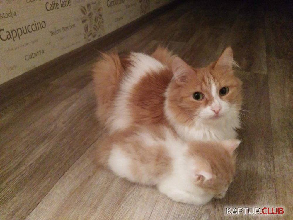 тося.jpg | Рено Каптур Клуб Россия | Форум KAPTUR.SU