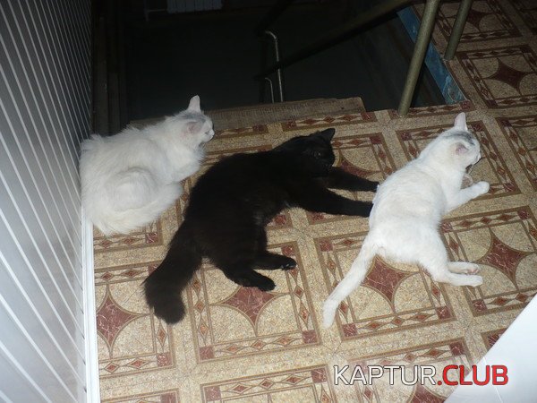 три кота.JPG | Рено Каптур Клуб Россия | Форум KAPTUR.SU