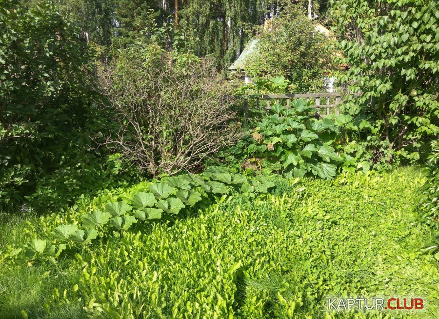 Tykva_20180819_160822.jpg | Рено Каптур Клуб Россия | Форум KAPTUR.SU