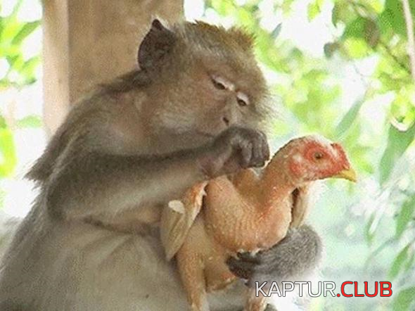 untitled.png | Рено Каптур Клуб Россия | Форум KAPTUR.SU