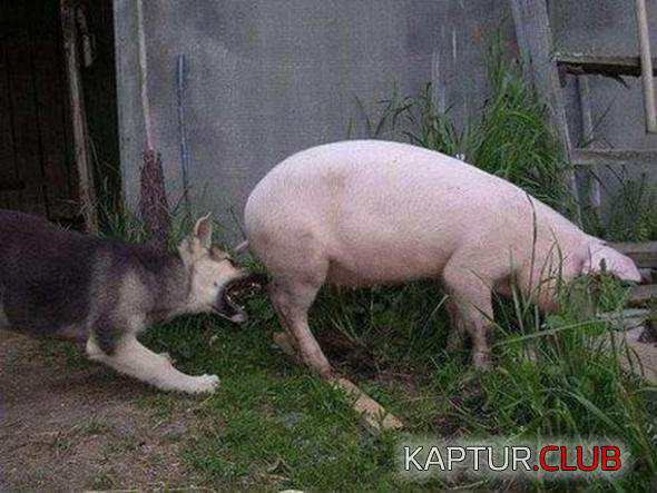 untitled.png | Рено Каптур Клуб Россия | Форум KAPTUR.SU