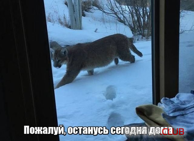 untitled.png | Рено Каптур Клуб Россия | Форум KAPTUR.SU
