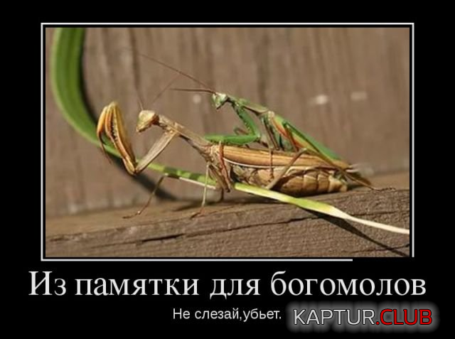 untitled.png | Рено Каптур Клуб Россия | Форум KAPTUR.SU