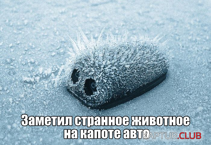 untitled.png | Рено Каптур Клуб Россия | Форум KAPTUR.SU