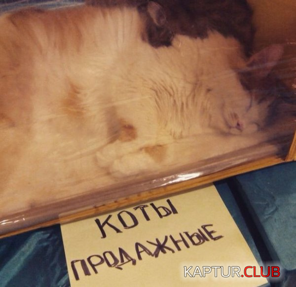 untitled.png | Рено Каптур Клуб Россия | Форум KAPTUR.SU