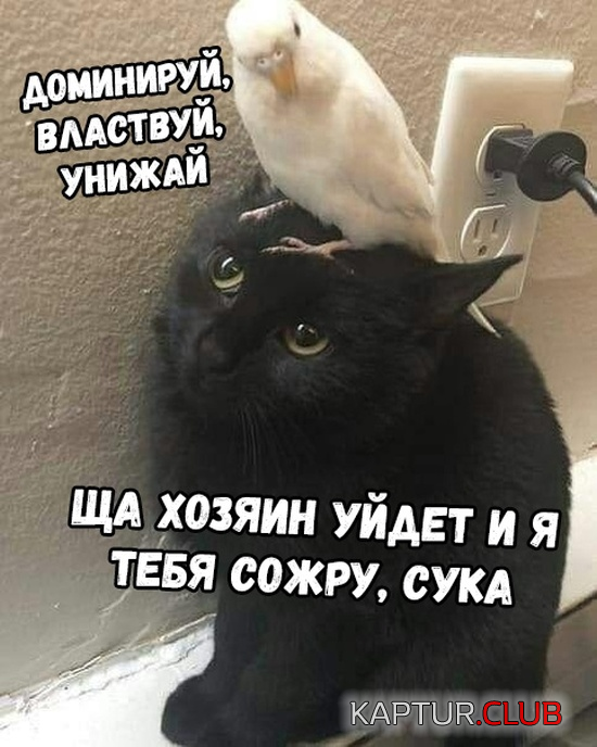 untitled.png | Рено Каптур Клуб Россия | Форум KAPTUR.SU