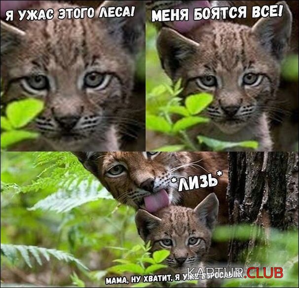 upload_2017-11-21_18-50-41.jpeg | Рено Каптур Клуб Россия | Форум KAPTUR.SU