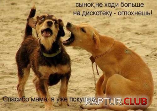 upload_2017-12-1_15-11-18.jpeg | Рено Каптур Клуб Россия | Форум KAPTUR.SU