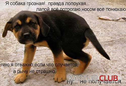 upload_2017-12-1_15-8-5.jpeg | Рено Каптур Клуб Россия | Форум KAPTUR.SU