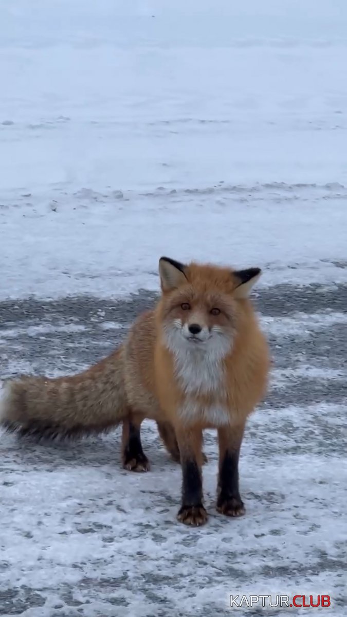 VID-20221118-WA0005.mp4_snapshot_00.08_[2022.11.19_08.45.37].jpg | Рено Каптур Клуб Россия | Форум KAPTUR.SU